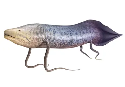  Illustration of an African lungfish encased in a cocoon, highlighting immune defense mechanisms during estivation.